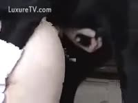 Black mutt doing his owner in doggy
